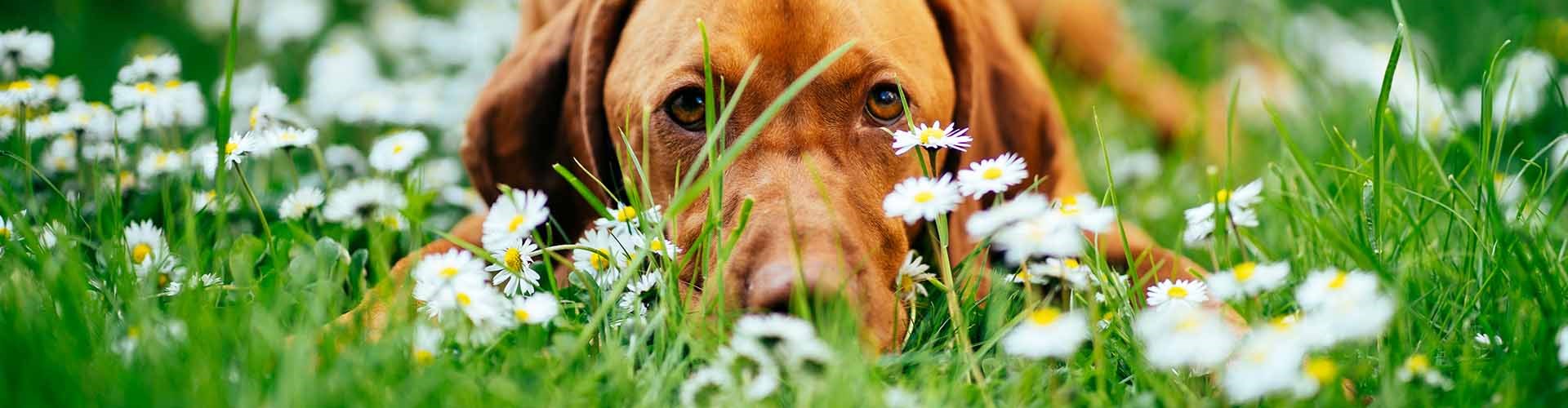 What are the common causes of worms in dogs?