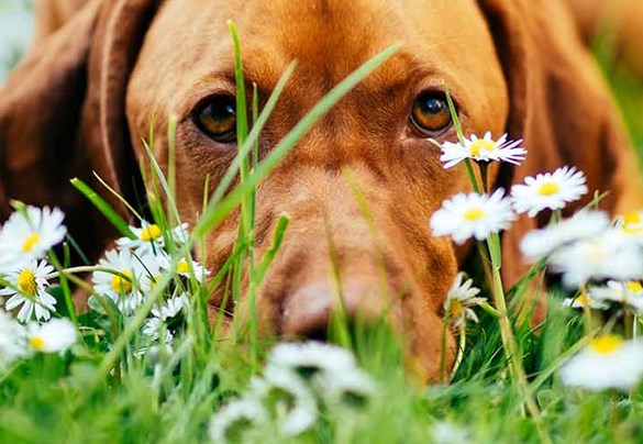 What Are The Common Causes Of Worms In Dogs