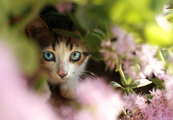 Cat in flowers preview