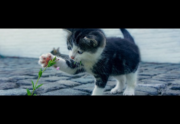 Kitten Flower