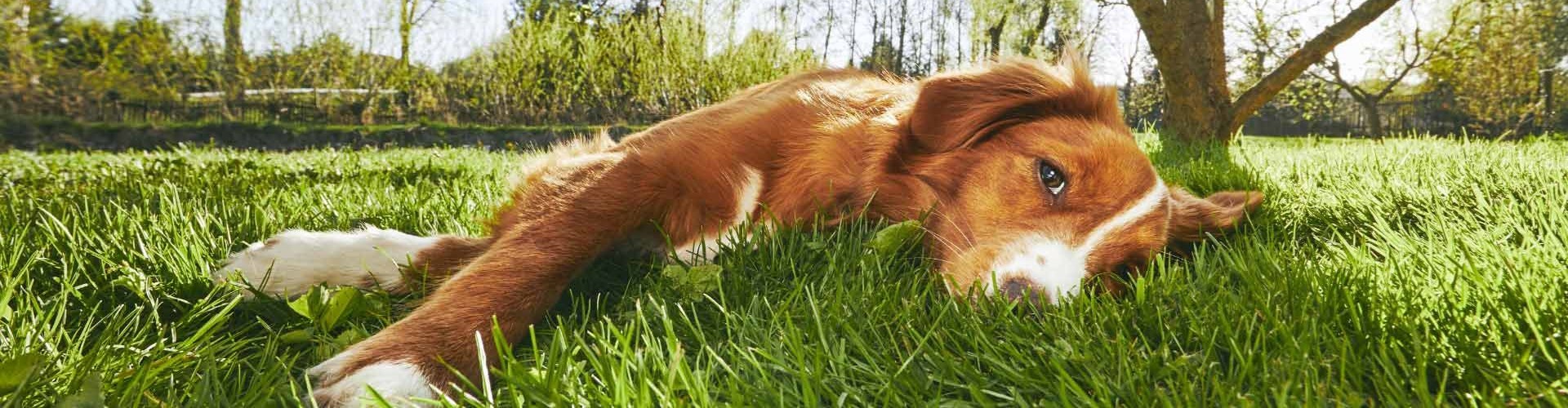 Symptoms of worms in dogs
