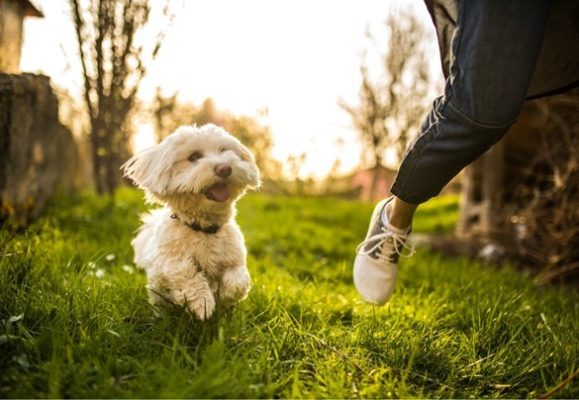 happy-dog (1)