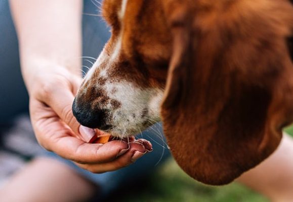 how-to-treat-worms-in-dogs