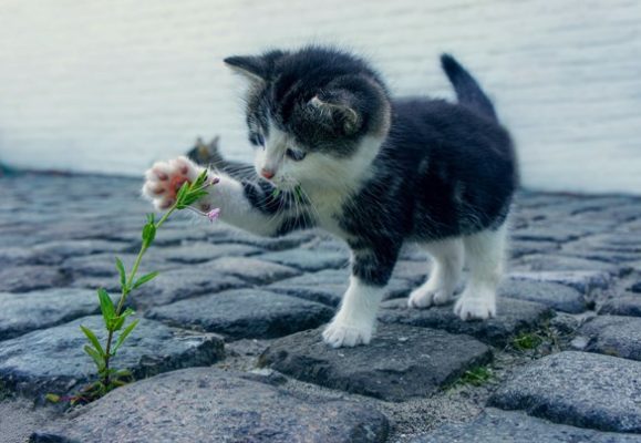 kitten-flower